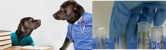 cáncer próstata detectado por perros