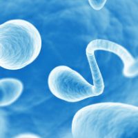 espermatozoides